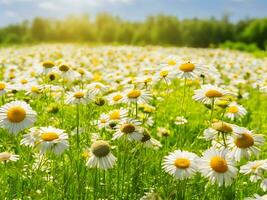 Chamomile flower field. Camomile in nature. Field of daisies on a sunny day in nature. daisy flowers on a summer day. Chamomile floral closeup field background in sunlight. Generative Ai. Stock Photo