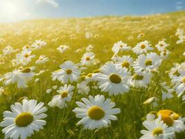 Chamomile flower field. Camomile in nature. Field of daisies on a sunny day in nature. daisy flowers on a summer day. Chamomile floral closeup field background in sunlight. Generative Ai. Stock Photo