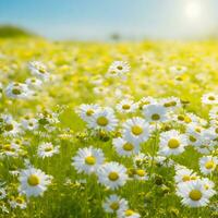 Chamomile flower field. Camomile in nature. Field of daisies on a sunny day in nature. daisy flowers on a summer day. Chamomile floral closeup field background in sunlight. Generative Ai. Stock Photo