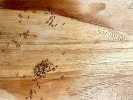 Ants nest on wood texture background. Ants nest on wood texture background photo