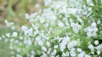 cerca arriba de blanco primavera flores foto