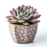 Graptoveria in a terracotta hexagonal pot with a speckled pattern in shades of purple AI Generated photo