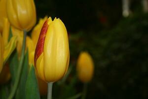 Bouquet of yellow tulips flower blooming. photo