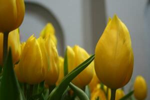 Bouquet of yellow tulips flower blooming. photo