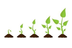Growing plant stages. Infographic arbor. Isolated vector illustration.