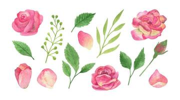 Blush pink roses and greenery clipart. Hand drawn watercolor illustrations. vector