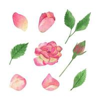 Blush pink roses and greenery clipart. Hand drawn watercolor illustrations. vector