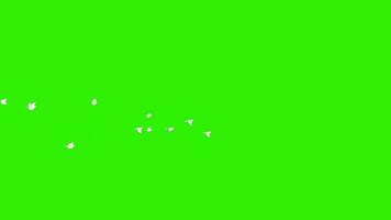 colombe volante verde schermo video