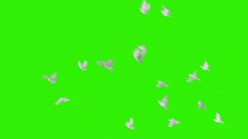 colombes en volant vert écran video