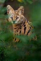 retrato de gato cerval en zoo foto