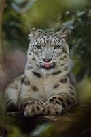 Portrait of Snow leopard in zoo photo