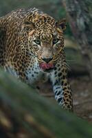 retrato de sri lanka leopardo en zoo foto