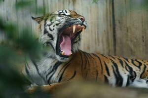 retrato de sumatra Tigre en zoo foto