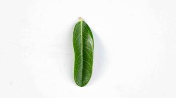 Stop motion of different green leaves of tropical plants isolated on white background. video