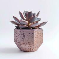 Graptoveria in a terracotta hexagonal pot with a speckled pattern in shades of purple AI Generated photo