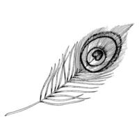 Vector peacock feather hand drawn ink graphic illustration in black and white