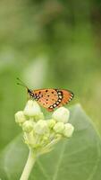 fermer de insecte, macro punaise video