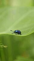 Ladybug, closeup of insect video