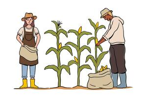 Farmer working on the field collecting sweet corn from plants, Agriculture and farming. Growing plants for crops, Cornfield with ripe products vector