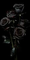 Spellbinding closeup portrait of roses, eternal melancholy, AI Generated photo