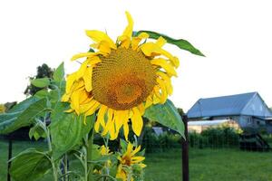 sunflower with seeds in the garden on the background of the house in the evening - horizontal photo