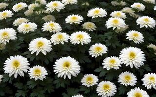 Flower concept background beautiful chrysanthemums. photo