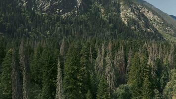 dense conifère forêt de montagnes. drone vidéo. video