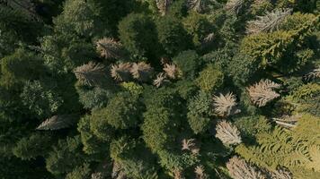 Dense coniferous forest overhead view video