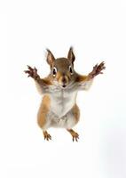 A squirrel jumping on white background generative AI photo