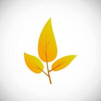 Yellow leaf. Autumn leaf of a tree on a white background. Vector illustration
