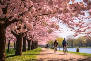 Expansive springtime park scene filled with blooming cherry blossoms and health-conscious individuals AI Generative photo