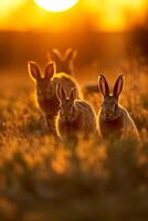 A family of wild rabbits enjoying the golden-hour view in a grassy field photo