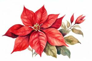 Watercolor Christmas flower poinsettia isolated photo