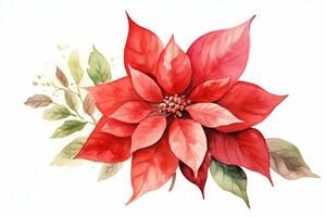 Watercolor Christmas flower poinsettia isolated photo