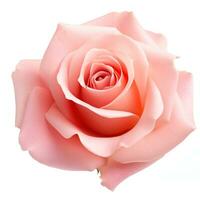 Pink rose flower isolated photo