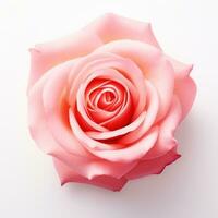 rosa rosa flor aislado foto