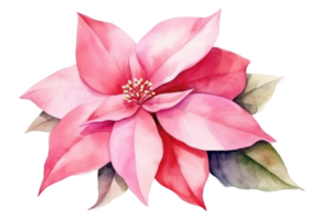 Watercolor Christmas flower poinsettia isolated png