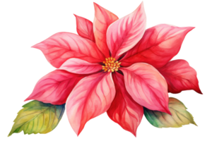 aquarelle Noël fleur poinsettia isolé png