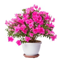 Rosa Bougainvillea Blume isoliert png