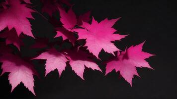 Pink maple leaves on a black background, copy space ai generated photo