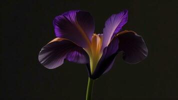 Purple iris on a black background, close-up macro photography ai generated photo
