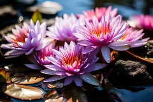 Water lilies used in natural pool for chemical-free water filtration and purification photo