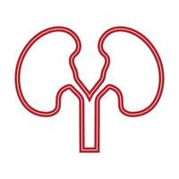 Kidney icon vector. vector