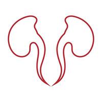 Kidney icon vector. vector