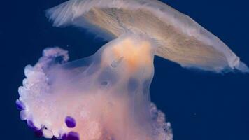 Fried Egg jellyfish undulating video