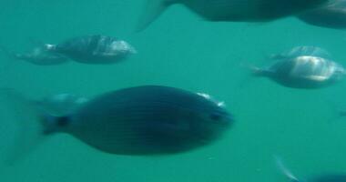 poisson dans la mer video