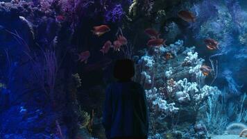 jongen bewonderend aquarium video