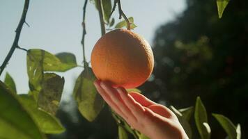 Spanisch Sommer- Orange mit Kinder Hand video