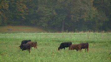 Herd of cows in the meadow video