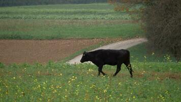 negro vaca pasto en el prado video